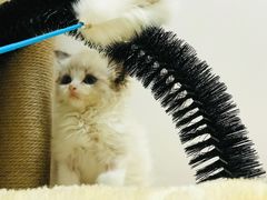 -纳吉亚猫专科动物医院博雅分院
