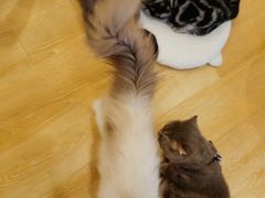 -猫咪派对(江南西店)