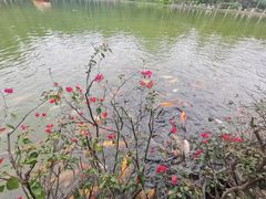 -金花茶公园