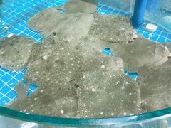 -蓝珊甄选海鲜自助·火锅大排档(近阿那亚店)
