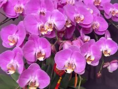 -周家二小姐的菜·扬州菜·香炒蟹·狮子头(江都金鹰店)