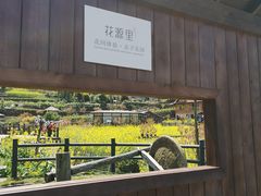 -桑洲油菜花景区