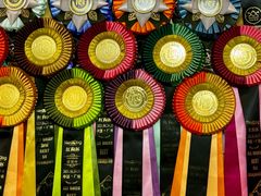 -青奢宠物·青奢猫舍