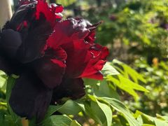 -洛阳郁金香牡丹园