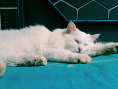 android_upload_pic-Anne猫窝咖啡屋