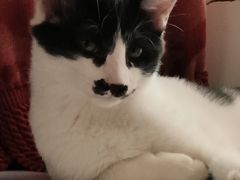 -纳吉亚猫专科动物诊疗中心(蒋宅口分院)