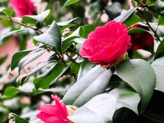 -思南公馆商业街