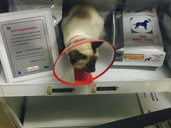 -康乐宝动物医院