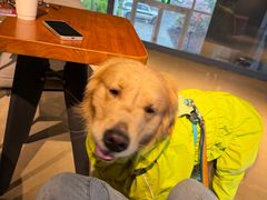 -爪吧宠物乐园 (温榆河示范区店)