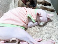 -藏猫猫咖啡主题馆(中央大道店)