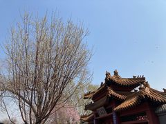 -桃花堤公园