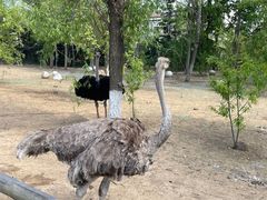 -大连森林动物园