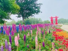 -泗洪洪泽湖湿地景区