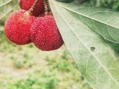 -塘栖枇杷特色园区