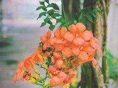 -前小桔亲子创意农场·草莓采摘·露营烧烤