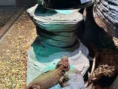 -帕帕拉兹宠物(亚洲旗舰店)