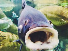 -迪拜水族馆及水下动物园