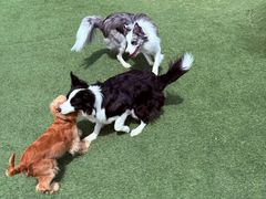 -爪吧宠物乐园 (温榆河示范区店)