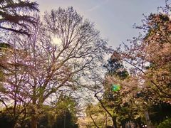 -武汉大学-樱园