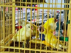 -中环花鸟鱼虫市场