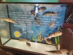 -肆月河豚·淮扬菜·湘菜(华天店)