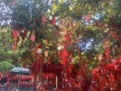 -梧桐山风景名胜区