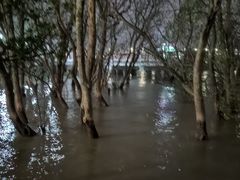 -宝安西湾红树林湿地公园