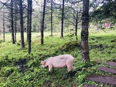 -硗碛藏寨·神木垒景区