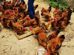 -幽优农庄·森波拉特色本地农家菜