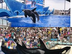 -上海海昌海洋公园