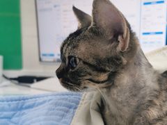 -瑞派动物医院·猫专科·至诚(江南中分院)