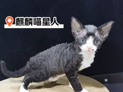 -十年猫舍·猫咪专门店(普陀店)