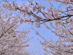 -高东镇樱花园