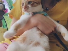 -宠爱国际动物医院· 猫科· 外科·中兽医(长白店)