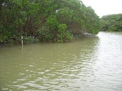 -东寨港红树林旅游区