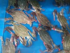 -宾朋海鲜特色美食餐厅·纯手工鲅鱼水饺(兴海路店)