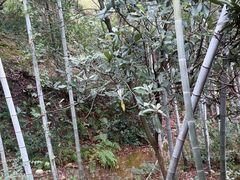 -故乡缘·香格里拉山庄(冷竹路店)