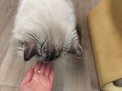 -柴迷FANS CLUB·柴犬狗咖·猫咖