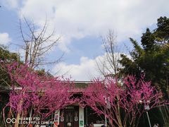 -望江楼公园