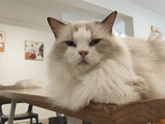 -有喵·猫咖·狗咖·30几只猫10只小狗(岗厦店)