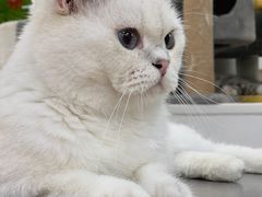 -COLOR PETS 撸猫馆·购猫·猫咖(长风大悦城店)