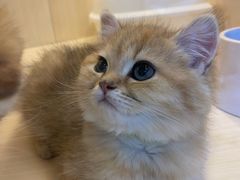 -momokira米努特·德文卷毛猫·棉花面纱犬