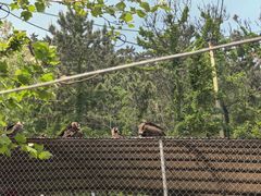 -西霞口神雕山野生动物世界
