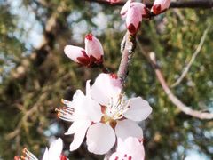 -桃花堤公园