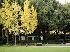 -新虹桥中心花园