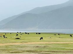-纳帕海依拉草原