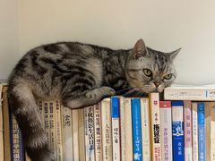 -有猫主题·治愈系猫咖(曾厝垵店)