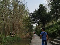 -合肥滨湖国家森林公园