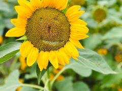 -中国天府农业博览园