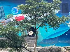 -中国大熊猫保护研究中心雅安碧峰峡基地